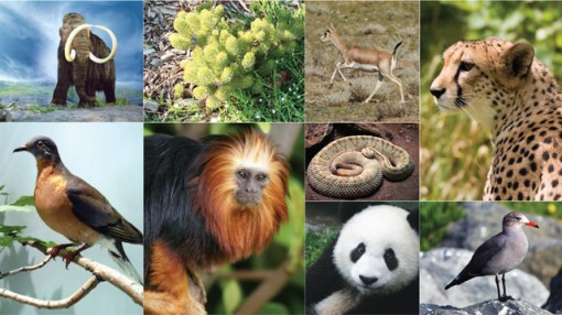 Image results for species diversity