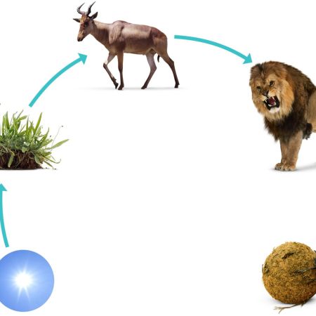 A typical example of a food chain