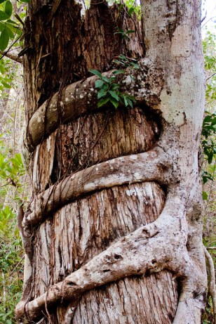 Image results for strangler fig