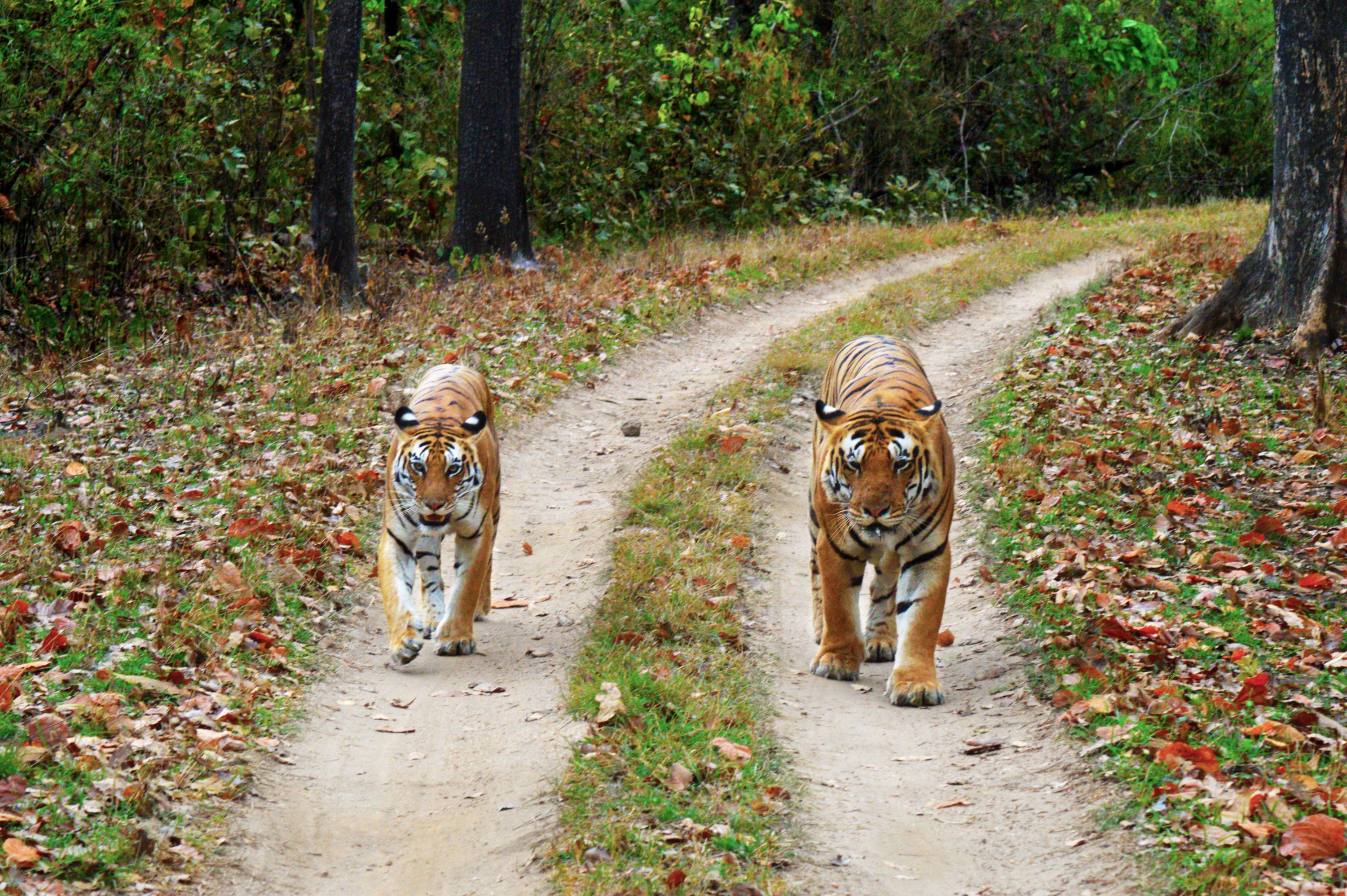 tigers at Kanha National Park, Madya Pradesh.jpg