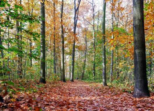 fallen leaves in autumn forest