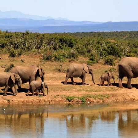African elephants: An important keystone species