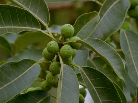 Figs of Central America: Keystone species