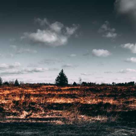 field after a ground fire