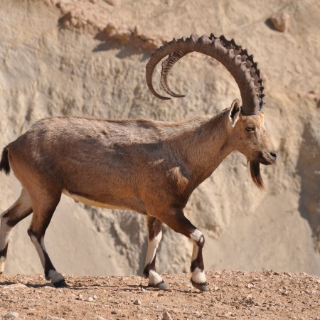 ibex