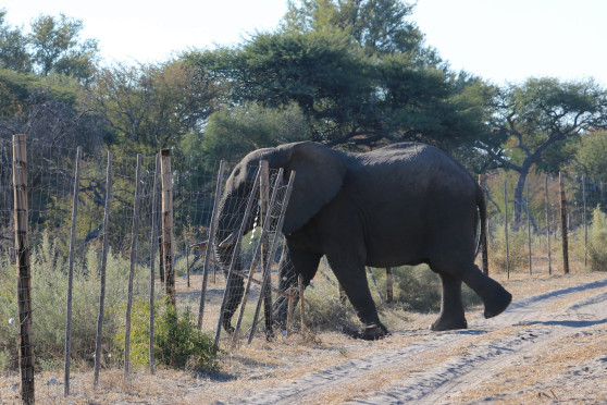 elephant raiding farmland