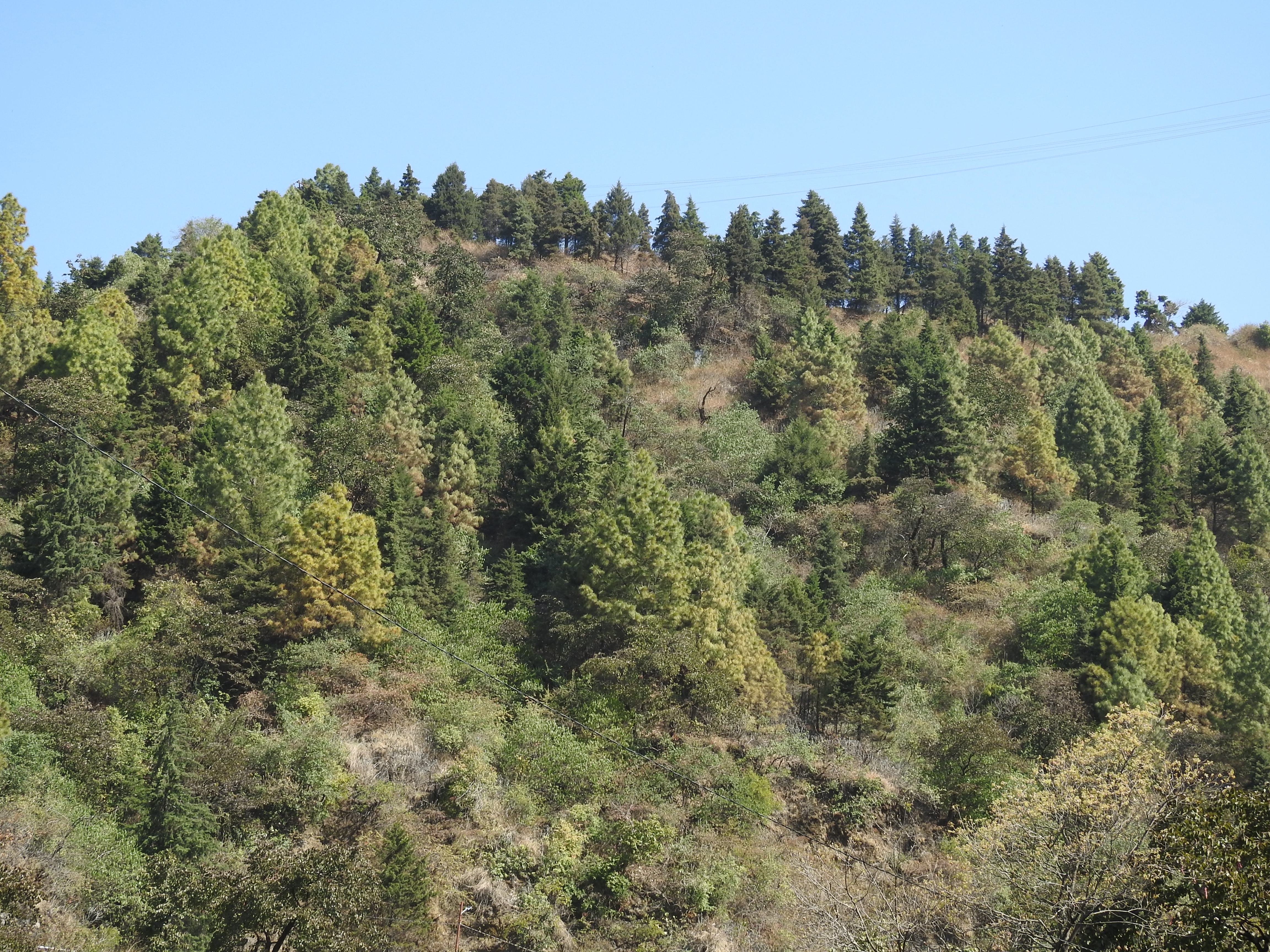 A deciduous broad-leaf forest near Dehradun