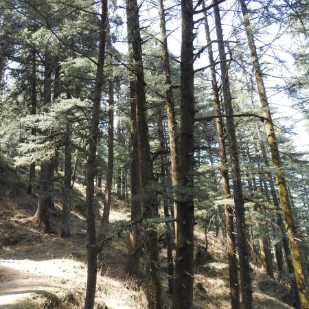 Deodar forest_national forest policy 1952