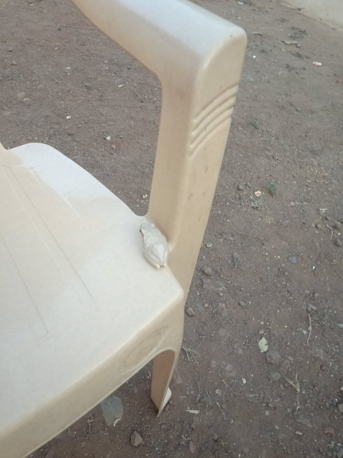 Superb frog camouflage