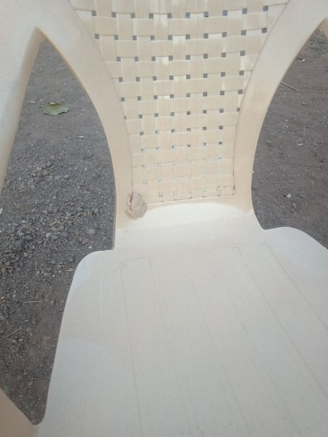 Superb frog camouflage