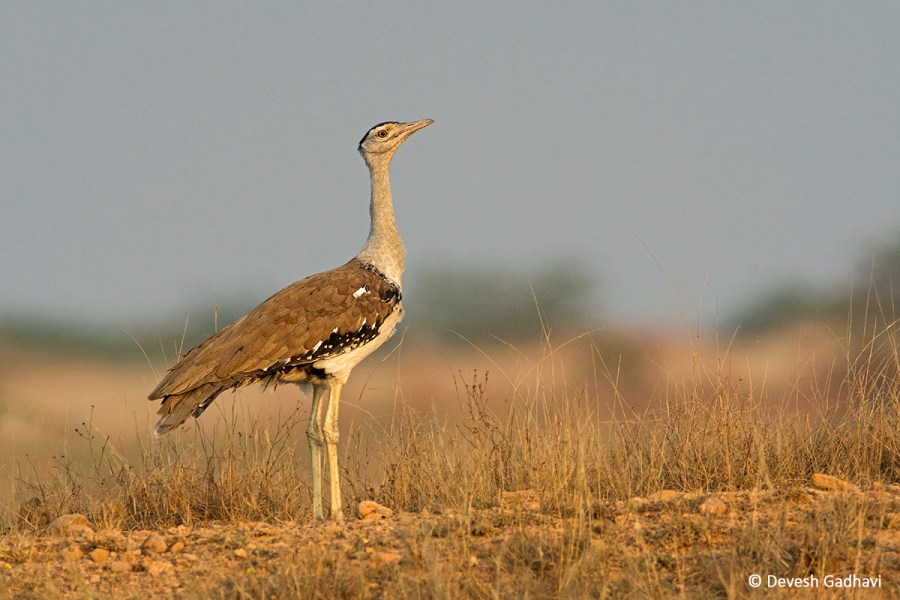 Great Indian Bustard