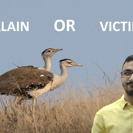 great indian bustards: villan or victim?