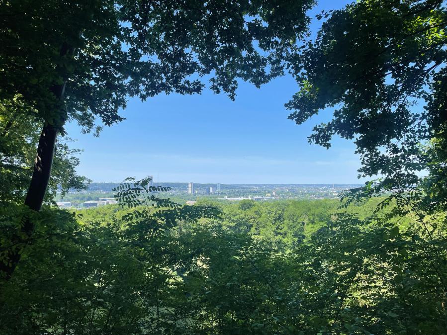 forest-landscape-bonn