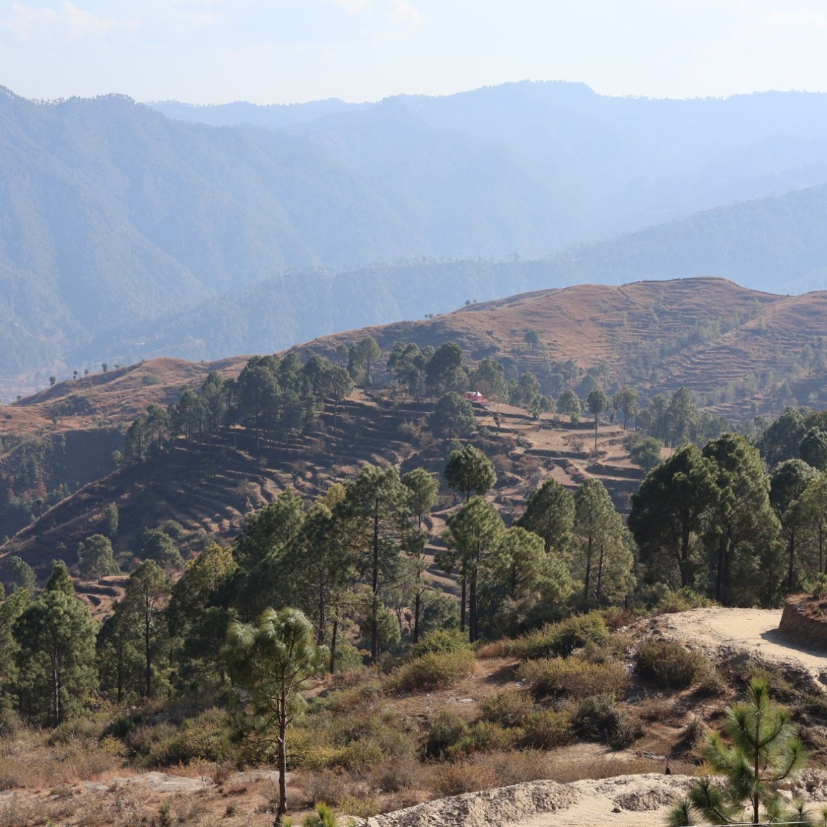 The Symbiosis Coalition is Ready to Buy Nature-Based Carbon Removals at Scale