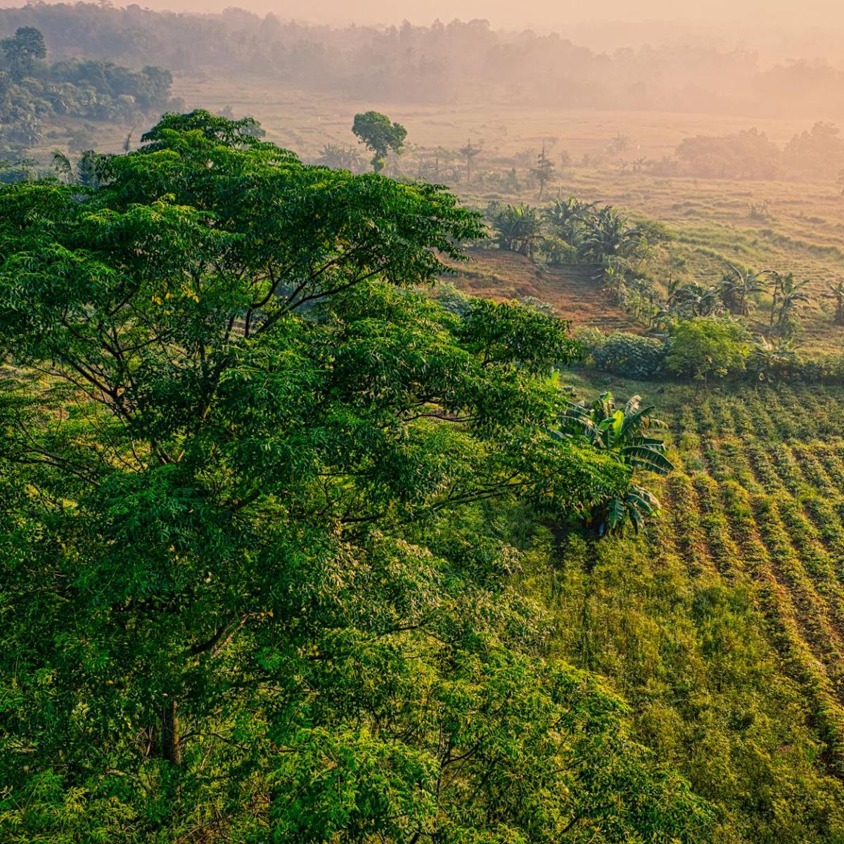 Nature-based solutions are unlocking business value, and the private sector is taking interest