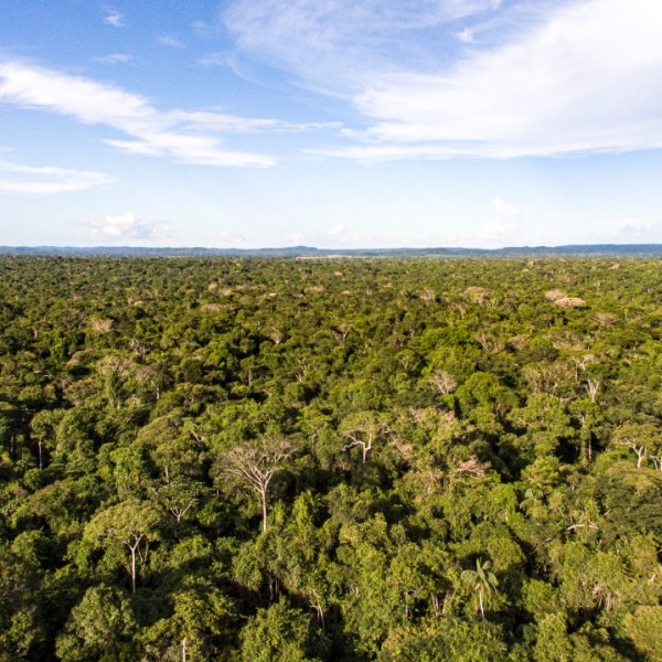 Brazil’s Bom Futuro restoration-focused concession is an inflection point for public land carbon finance